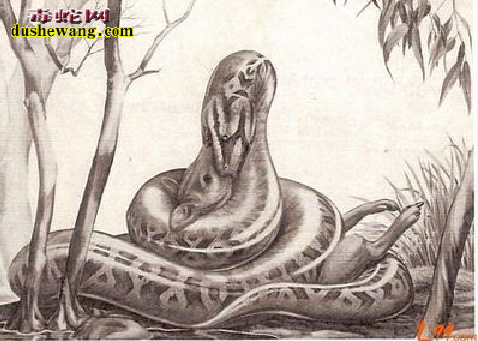 沃那比蛇