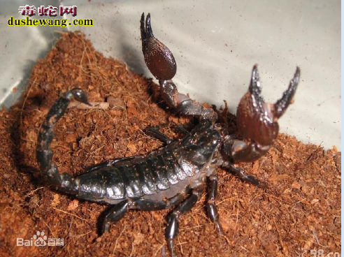 帝王蝎