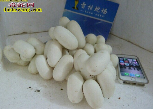 2016年老挝水律蛇蛋价格