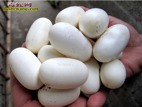 2016年越南水律蛇蛋价格
