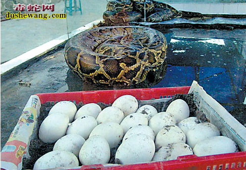 2016年蟒蛇蛋价格