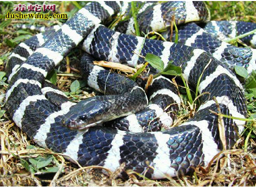 中国最毒的十（10）种蛇是哪些？