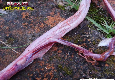 眼睛蛇的各种病图片