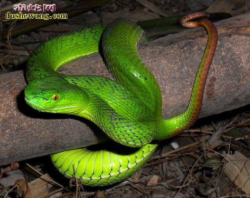 和竹叶青蛇颜色差不多的蛇有哪些？