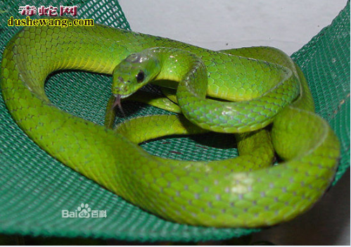 和竹叶青蛇颜色差不多的蛇有哪些？