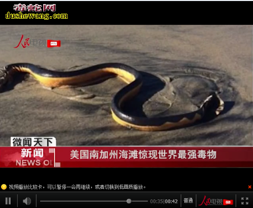 美国南加州海滩惊现黄腹海蛇 毒液是眼镜蛇10倍