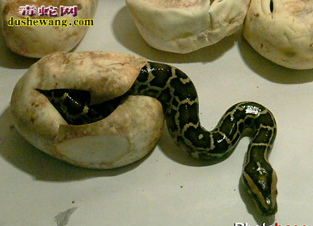 蟒蛇蛋孵化技术 蟒蛇蛋怎么孵化