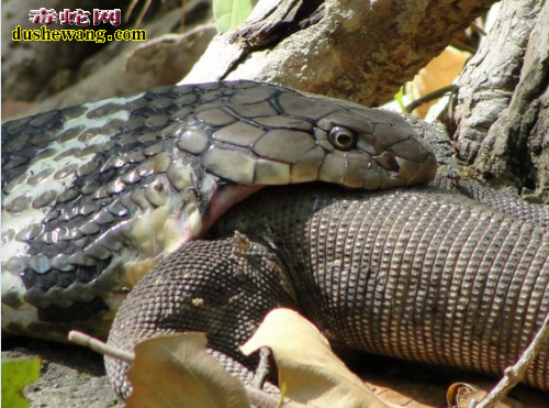 眼镜王蛇vs巨蜥图片
