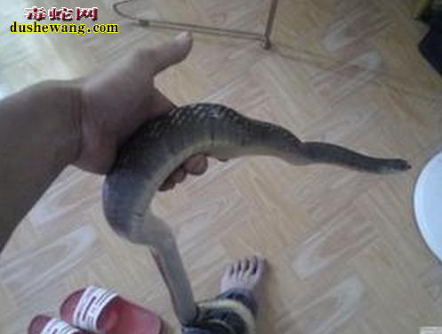水律蛇多少钱一斤