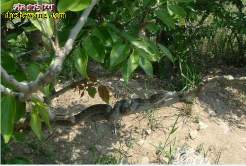 蛇岛上的蝮蛇是怎样生活的？