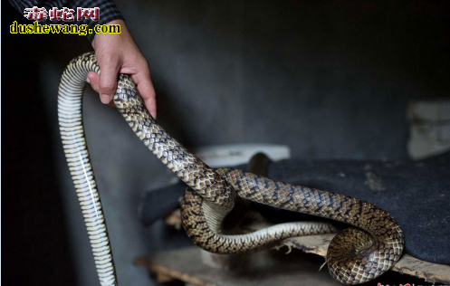 水律蛇一年最多可以长多重？需要久长大出栏？