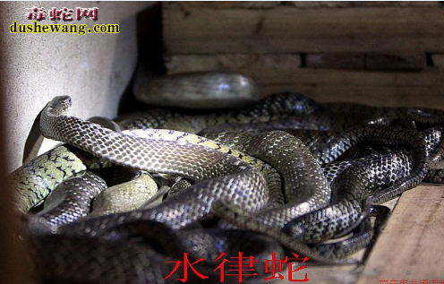 2016年养殖水律蛇前景?2016年养水律蛇还赚钱吗?