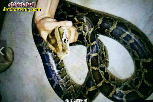 云南男子杀蟒蛇、吃蟒蛇晒朋友圈被举报抓捕图