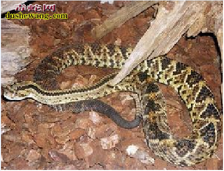 南美响尾蛇图片