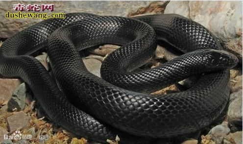 黑王蛇图片