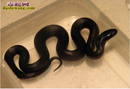 黑王蛇图片