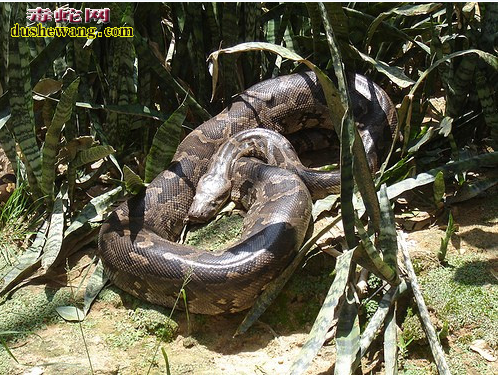 黑尾蟒图片