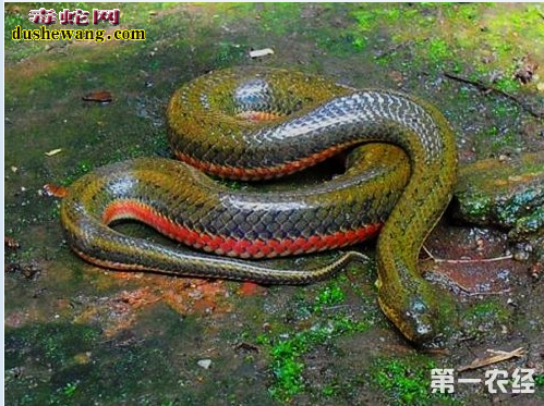 中华水蛇图片