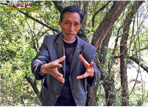 春季回暖:6米长老巨蟒出洞晒太阳谈恋爱
