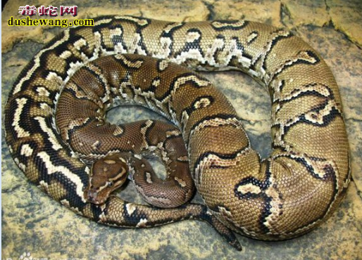 安哥拉蟒蛇图片