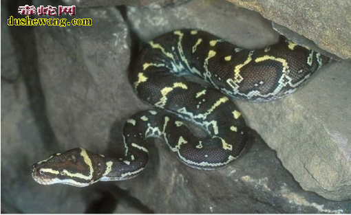 安哥拉蟒蛇图片