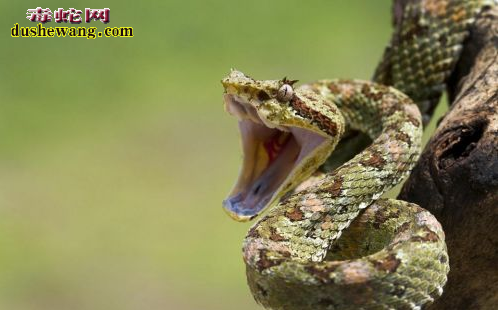 蛇类极致进化:从无腿的蛇到顶级掠食者