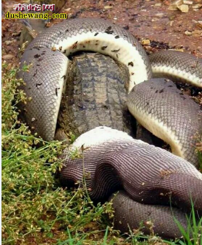 巴布亚蟒蛇图片