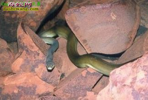 巴布亚蟒蛇图片