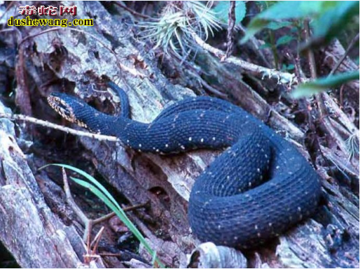 南美水蛇