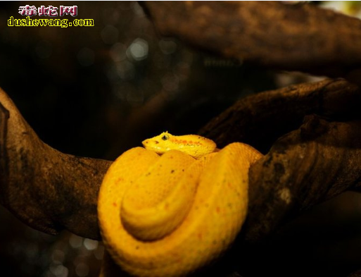 许氏棕榈蝮蛇图片
