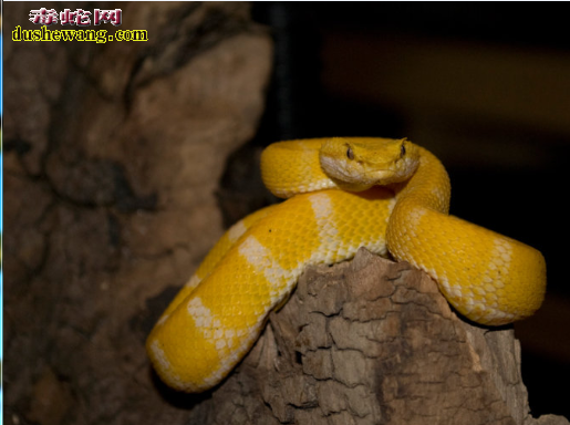 许氏棕榈蝮蛇图片