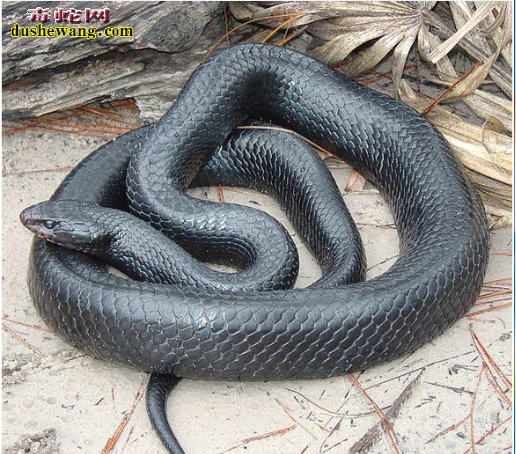 森王蛇图片