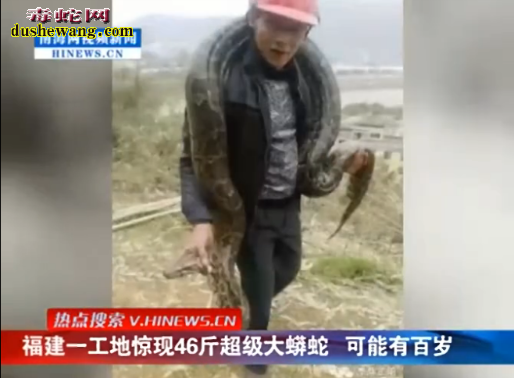 福建工地挖出百岁超级大蟒蛇精