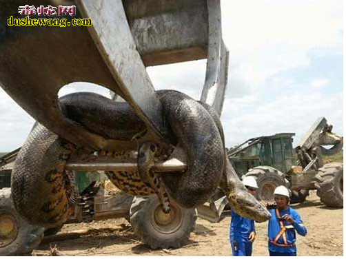 修建水库发现一条巨蛇，动物专家都惊叹！