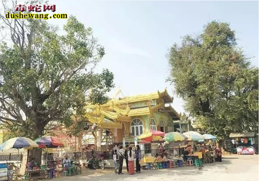 “修炼成精”每天沐浴打坐修炼的蛇佛