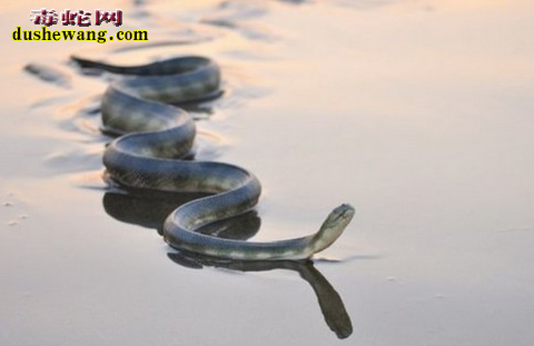 海蛇炮制图片