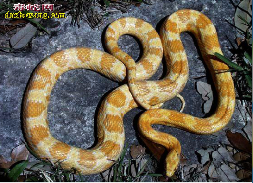 黄金玉米蛇图片