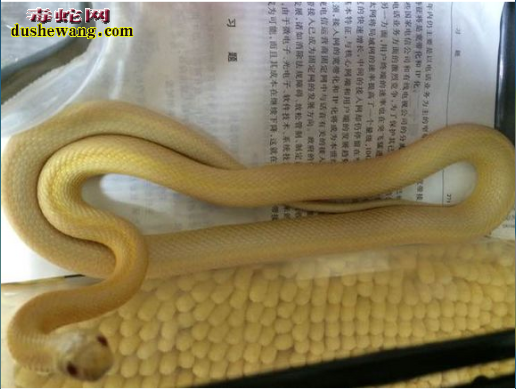 黄金玉米蛇图片