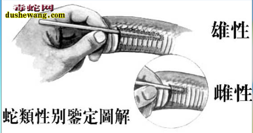 赤练蛇怎么分公母?