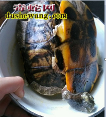 乌龟水蛇汤做法步骤1