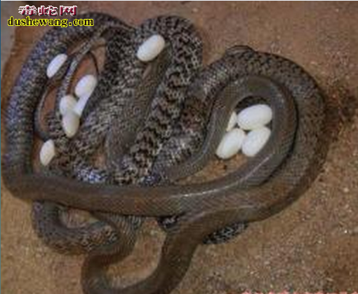 水律蛇母蛇身体扁平可以做种蛇产蛋吗？