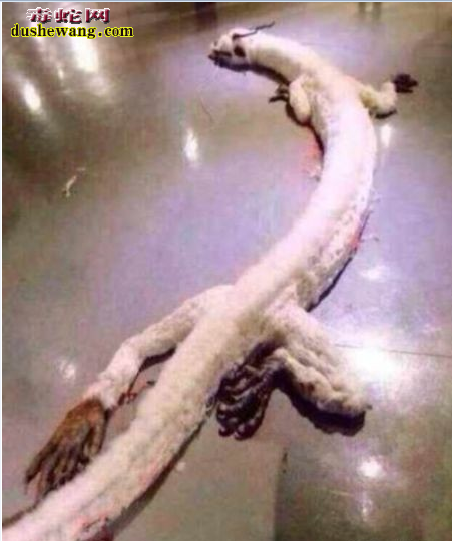 外国人捕获的类似于中国龙的动物