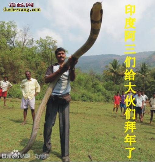 眼镜王蛇玩具