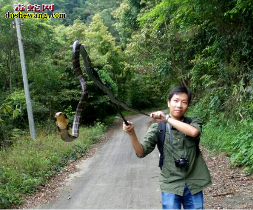 眼镜王蛇玩具