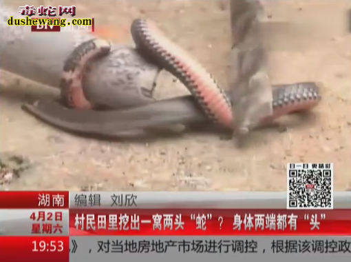 两个头的蛇:雷打石镇的村民挖地挖出十多条两头蛇