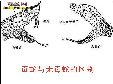 毒蛇与无毒蛇区别