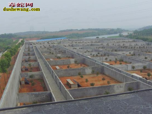 河北宣化养蛇场养蛇基地