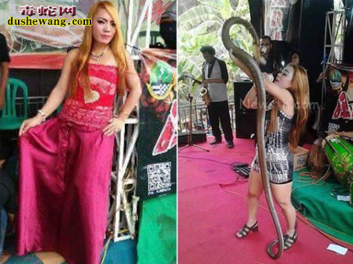 印尼女歌手舞台与眼镜王蛇共舞被咬 未及时治疗毒发身亡!
