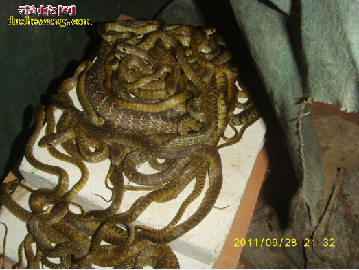 海南儋州养蛇场养蛇基地