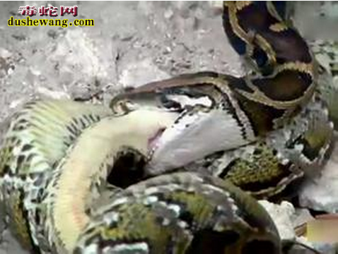 广东生物岛蟒蛇吃蛇！专家求证蛇不多且无毒可放心玩